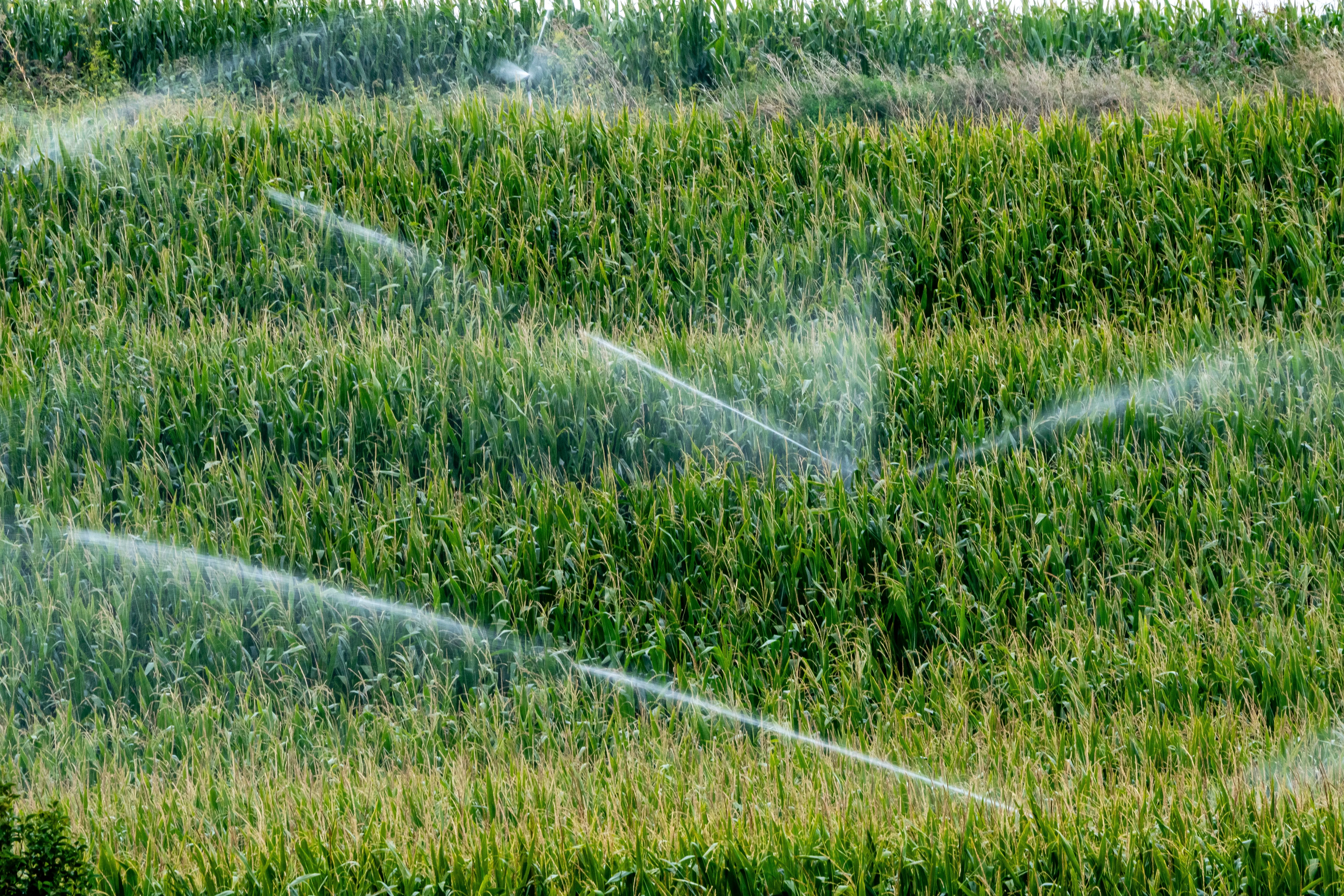 Sprinkler Repair Irrigation Services in McKinney, TX
