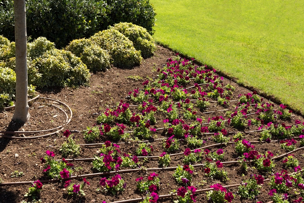 Drip Irrigation in Grayson and Collin County, TX